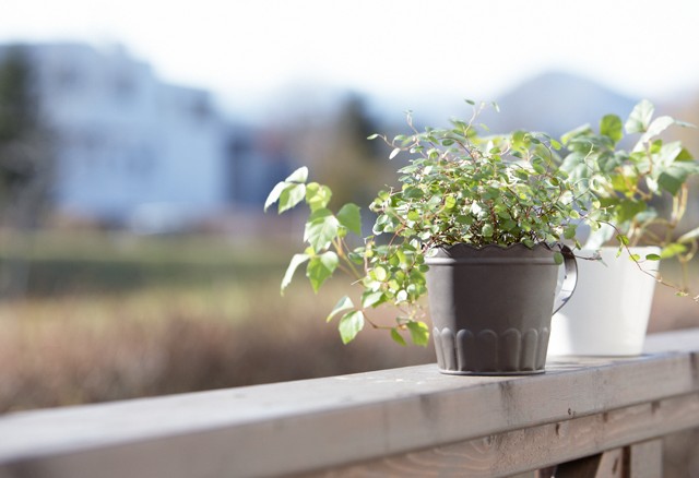 ベランダにある鉢植え