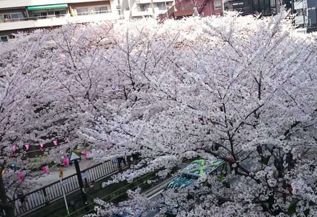 目黒川の桜